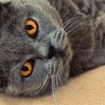 12 Common Human Habits That Secretly Annoy Your Feline Friend