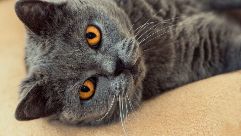 12 Common Human Habits That Secretly Annoy Your Feline Friend