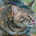 The Way Your Cat Drinks Water Reveals More Than You Think