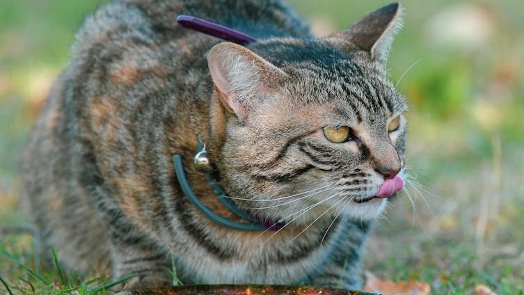 The Way Your Cat Drinks Water Reveals More Than You Think