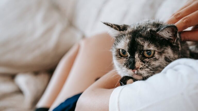 7 Surprising Ways Your Cat Shows You Undying Loyalty