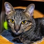 5 Times Your Cat's 'Bad' Behavior Was Actually a Genius Move