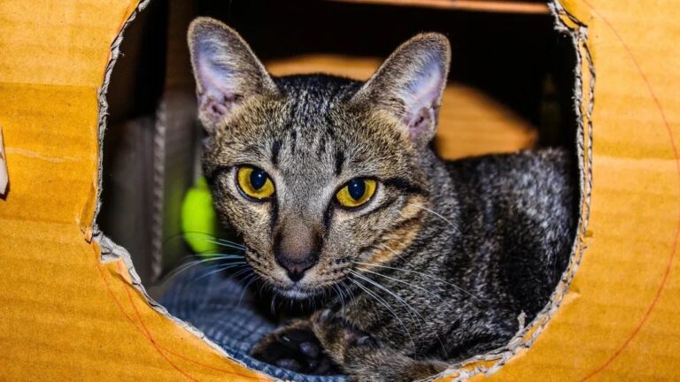 5 Times Your Cat's 'Bad' Behavior Was Actually a Genius Move