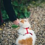 9 Common Misconceptions About Cat Behavior That Could Surprise You