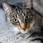 Your Cat's Mysterious Stares Aren't Judgmental, They're Observations