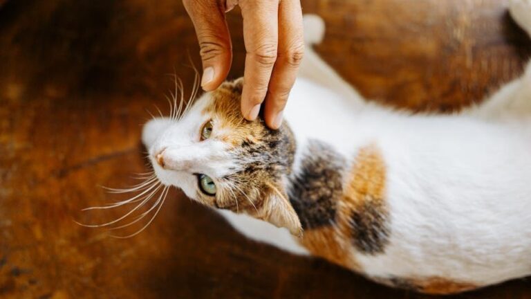 Stop Petting Your Cat Like That! You're Doing it All Wrong