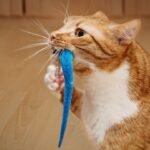 What If Your Cat's Favorite Toy Is Actually a Subtle Cry for Help?