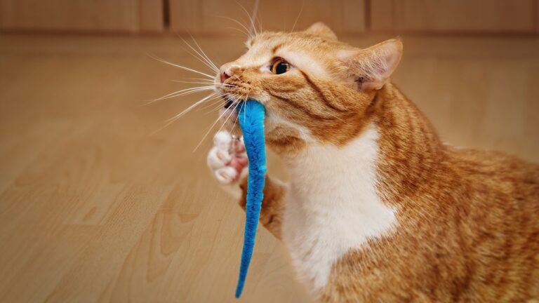 What If Your Cat's Favorite Toy Is Actually a Subtle Cry for Help?
