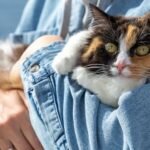 Cats Are Masters of Emotional Support, Even When They Act Aloof