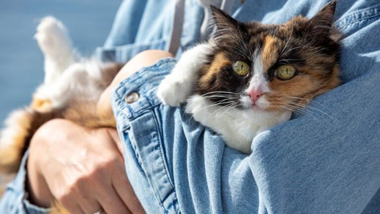 Cats Are Masters of Emotional Support, Even When They Act Aloof