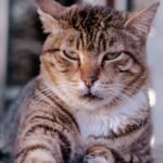 You're Probably Misinterpreting Your Cat's 'Grumpy' Face