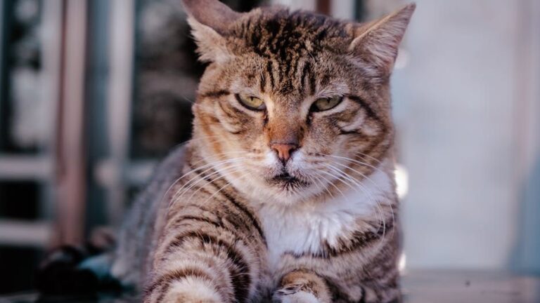 You're Probably Misinterpreting Your Cat's 'Grumpy' Face