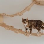 8 Purr-fect Ways to Create a Cat-Friendly Home Your Feline Will Adore