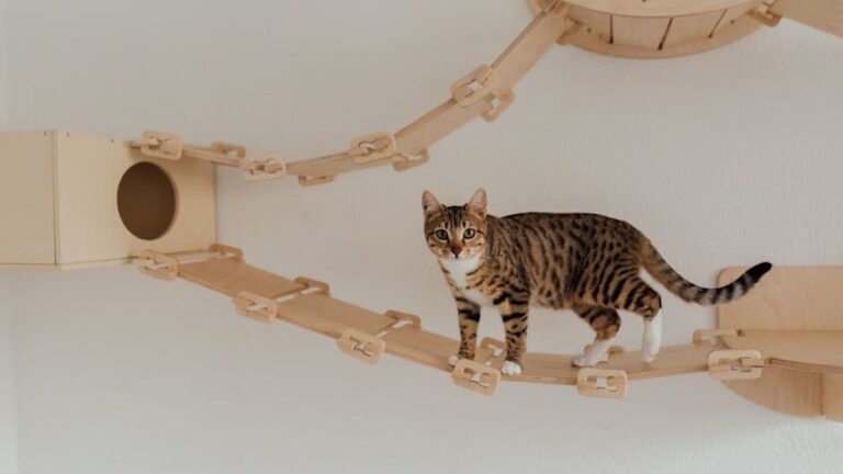 8 Purr-fect Ways to Create a Cat-Friendly Home Your Feline Will Adore
