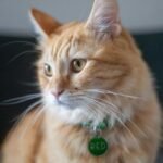 10 Subtle Signs Your Cat Is Actually a Genius (Even If They Act Oblivious)