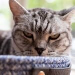 7 Everyday Habits You Think Are Harmless But Annoy Your Cat