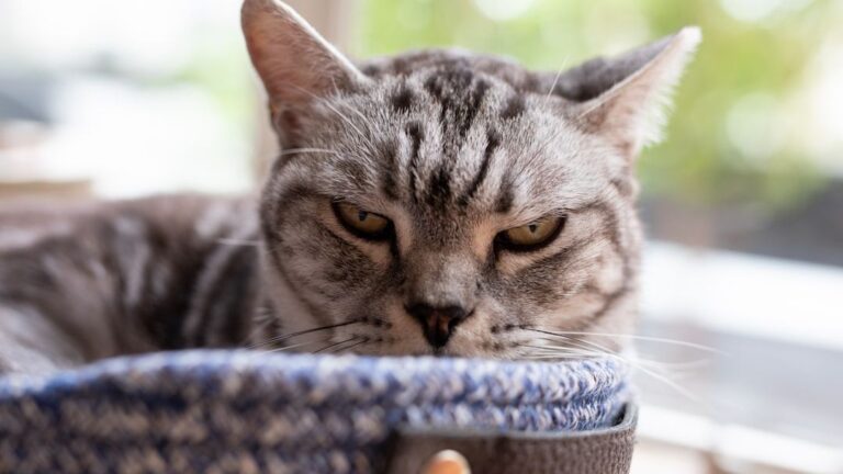 7 Everyday Habits You Think Are Harmless But Annoy Your Cat