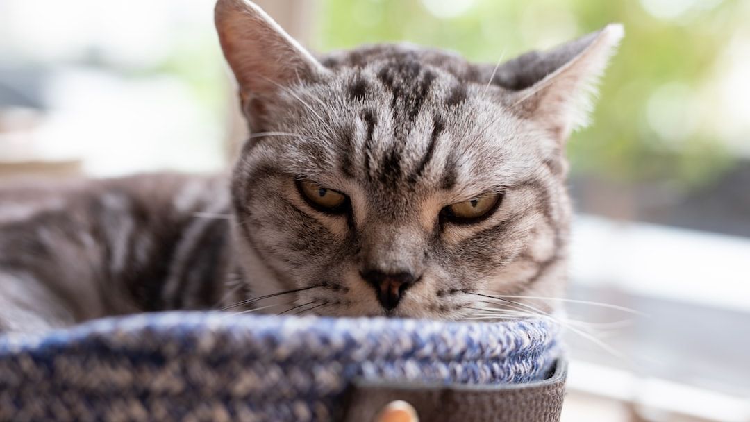7 Everyday Habits You Think Are Harmless But Annoy Your Cat