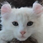 15 Uncommon Cat Breeds You've Never Heard Of (But Will Want To Meet)