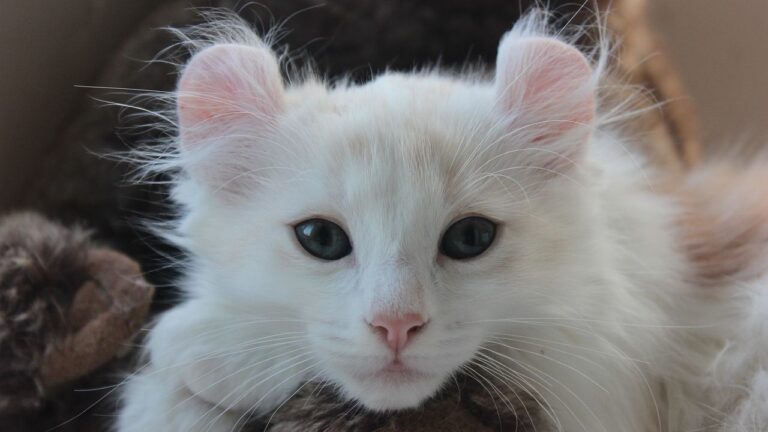 15 Uncommon Cat Breeds You've Never Heard Of (But Will Want To Meet)