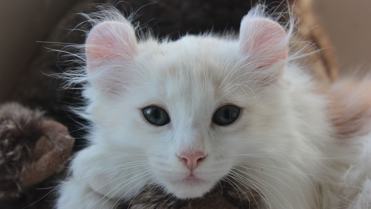 15 Uncommon Cat Breeds You've Never Heard Of (But Will Want To Meet)