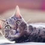 10 Things Your Cat Does That Prove They Understand Every Word You Say