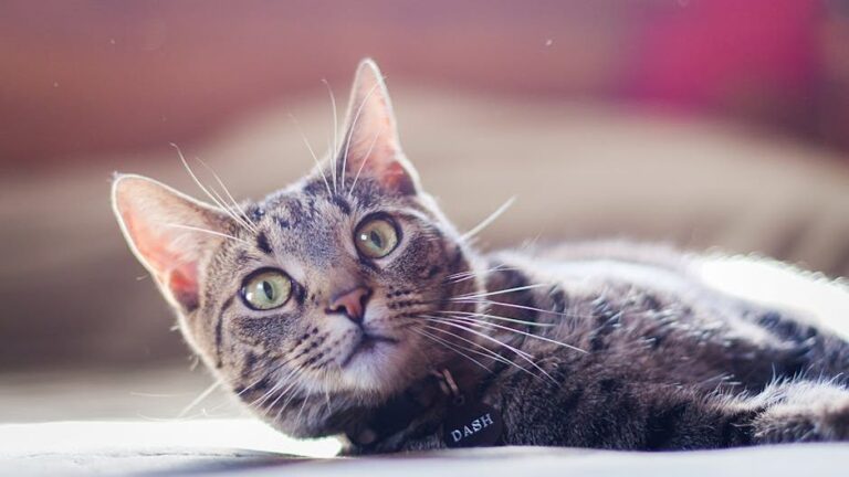 10 Things Your Cat Does That Prove They Understand Every Word You Say