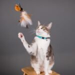 7 Clever Ways to Play With Your Cat That Go Beyond the Laser Pointer
