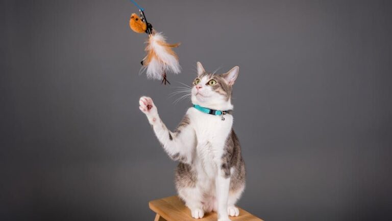 7 Clever Ways to Play With Your Cat That Go Beyond the Laser Pointer