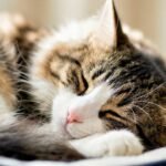 12 Surprising Facts About Cat Sleep Habits You Never Knew