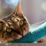 11 Simple DIY Cat Toys Your Feline Will Actually Play With