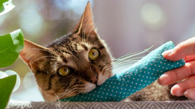 11 Simple DIY Cat Toys Your Feline Will Actually Play With