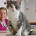 10 Hidden Health Benefits of Owning a Cat (Beyond Cuddles)