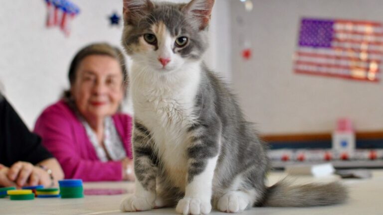 10 Hidden Health Benefits of Owning a Cat (Beyond Cuddles)