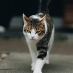 When Your Cat Ignores You, They're Not Rude – They're Just Independent