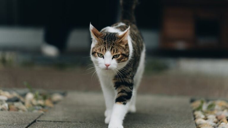 When Your Cat Ignores You, They're Not Rude – They're Just Independent