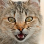 That Mysterious Chirp? It's Your Cat's Secret Code for 'I Love You'