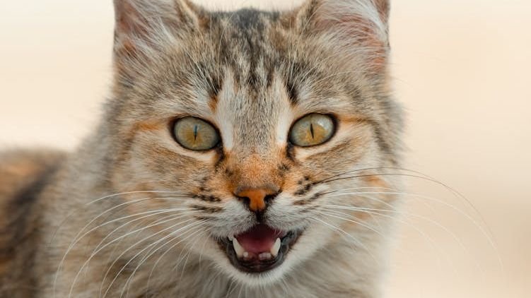 That Mysterious Chirp? It's Your Cat's Secret Code for 'I Love You'