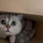 Your Cat's Obsession with Boxes Isn't Random, It's Instinctual Security