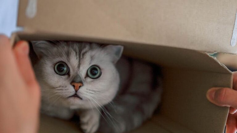 Your Cat's Obsession with Boxes Isn't Random, It's Instinctual Security