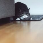 Your Cat's 'Hunting' of Dust Bunnies Is Serious Business to Them