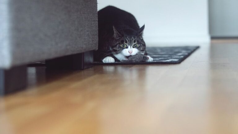 Your Cat's 'Hunting' of Dust Bunnies Is Serious Business to Them