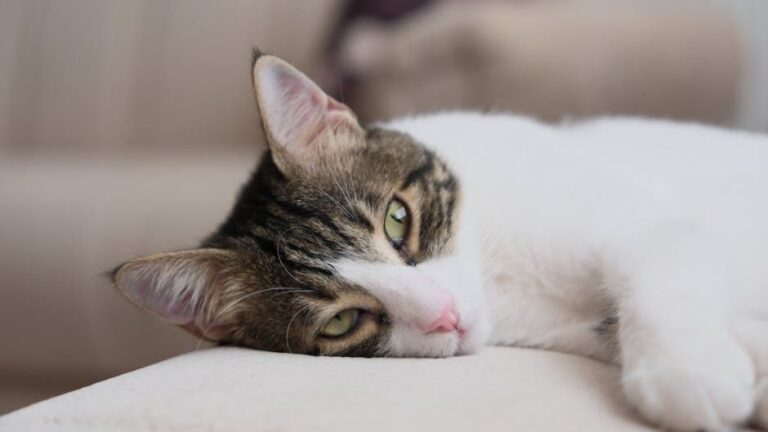 12 Common Cat Signals You Might Be Completely Missing