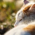 Cats Don't Just Sleep; They Meditate on the Universe