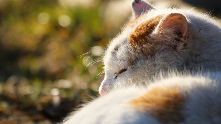 Cats Don't Just Sleep; They Meditate on the Universe