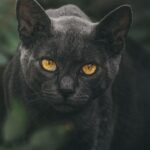 Your Cat's Staring Is a Compliment, Not a Challenge