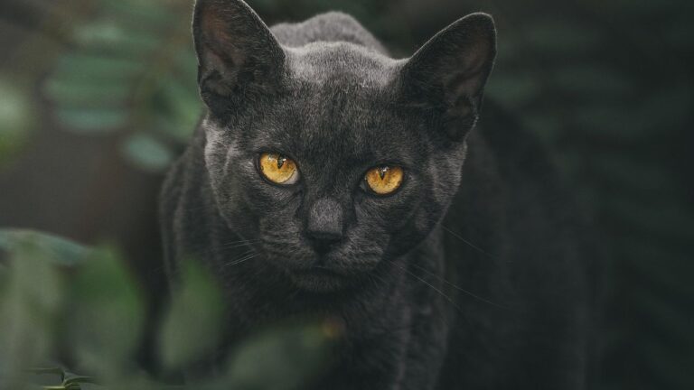 Your Cat's Staring Is a Compliment, Not a Challenge