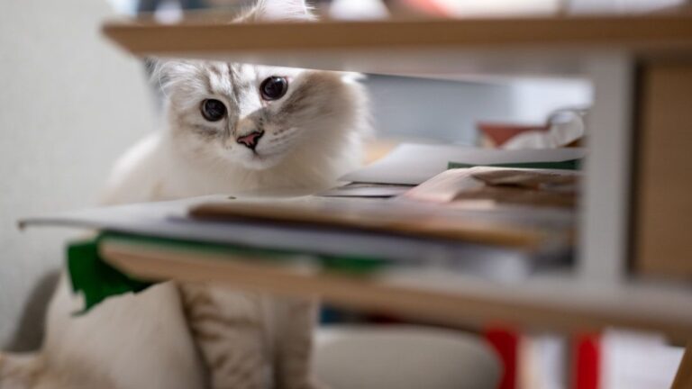 You're Probably Underestimating Your Cat's Intelligence
