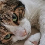 8 Amazing Feats Your Cat Accomplishes While You're Away