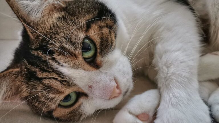 8 Amazing Feats Your Cat Accomplishes While You're Away